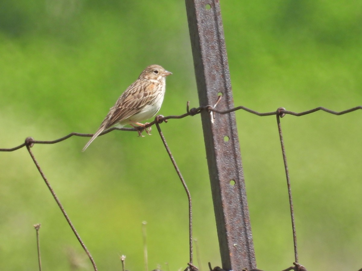 Vesper Sparrow - ML619654057