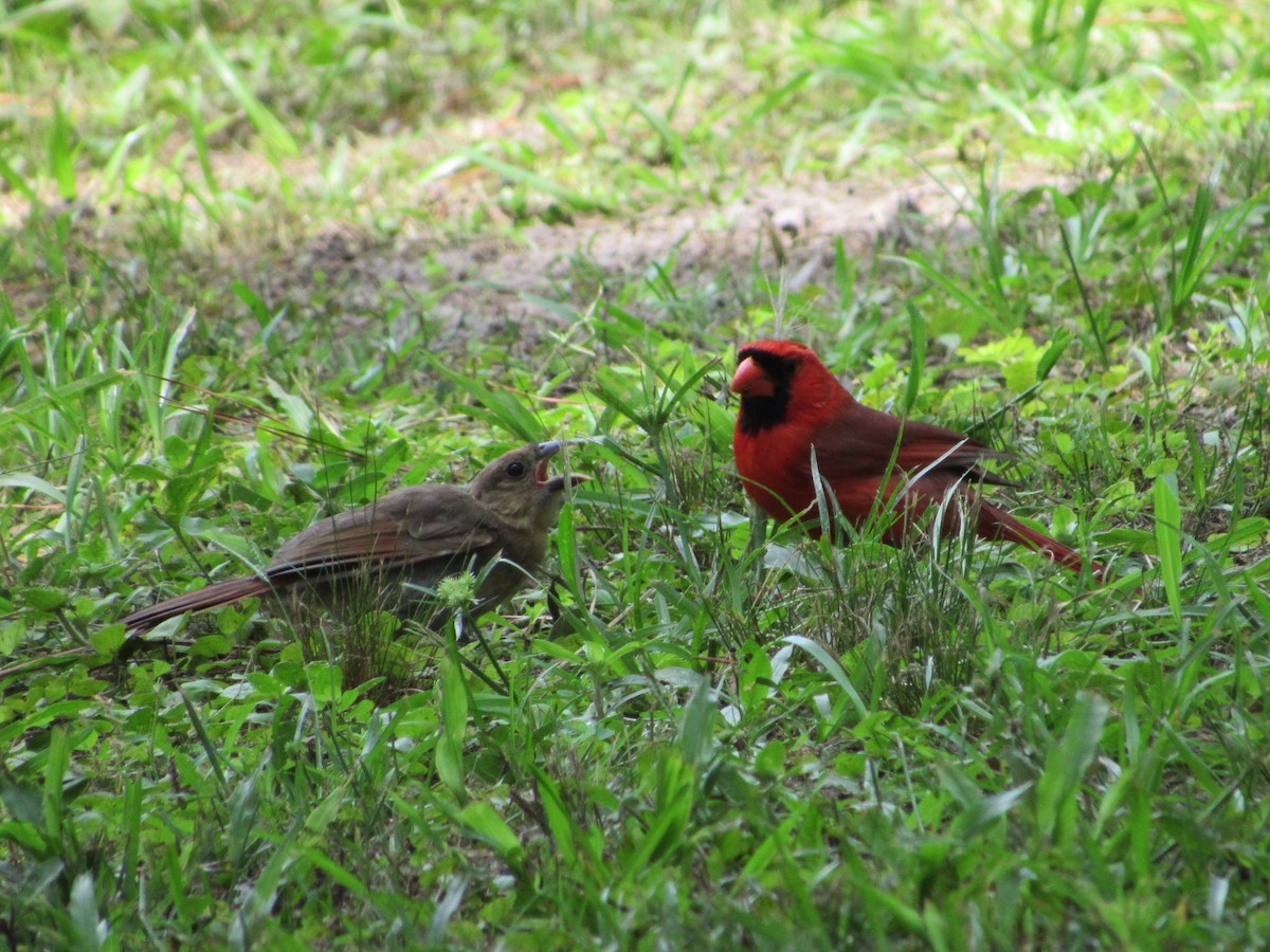 Northern Cardinal - jerry hutchinson