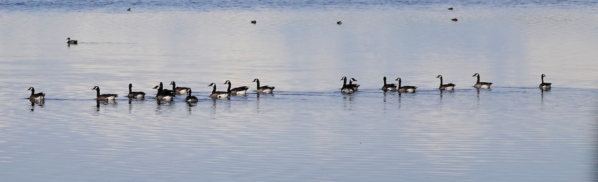 Канад галуу - ML619654060