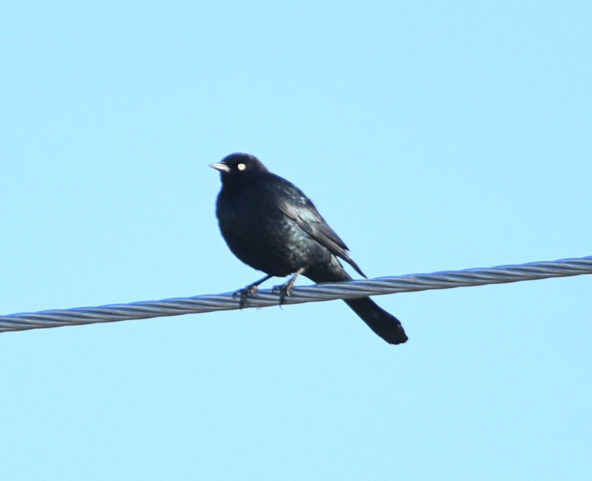 Brewer's Blackbird - Peter Olsoy