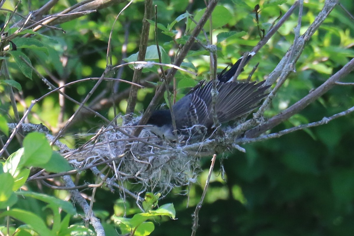 Eastern Kingbird - Jennifer Allison