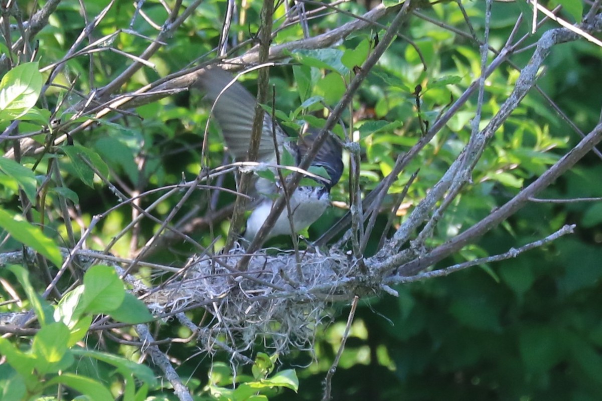 Eastern Kingbird - Jennifer Allison