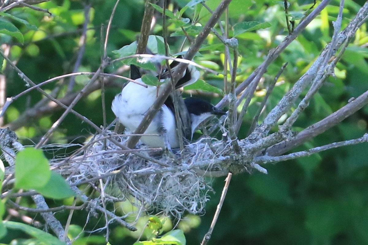 Eastern Kingbird - Jennifer Allison