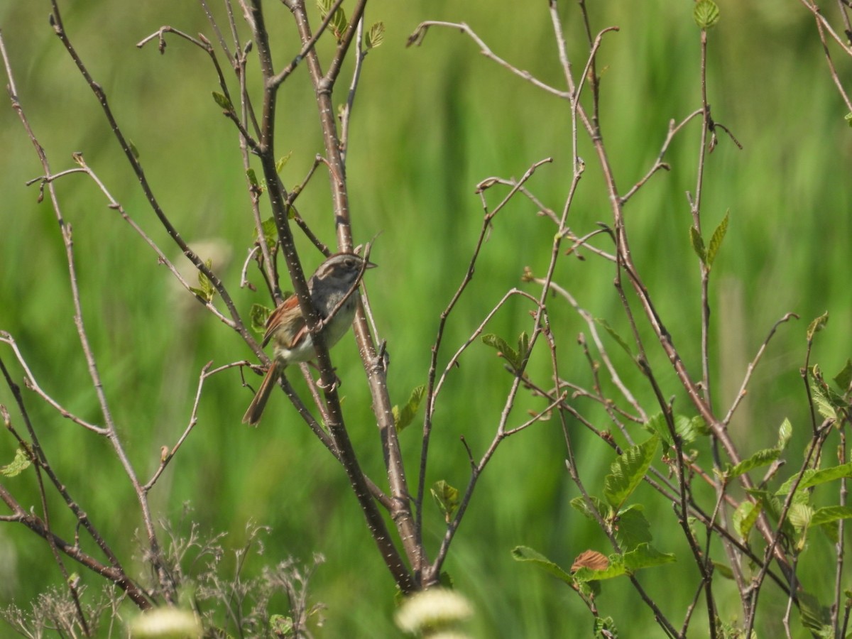 Swamp Sparrow - Deb Diane