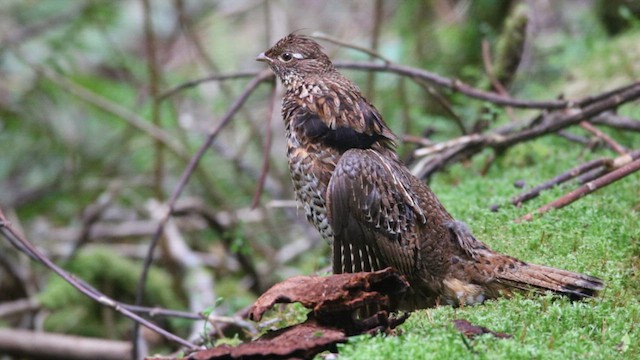 Ruffed Grouse - ML619654107