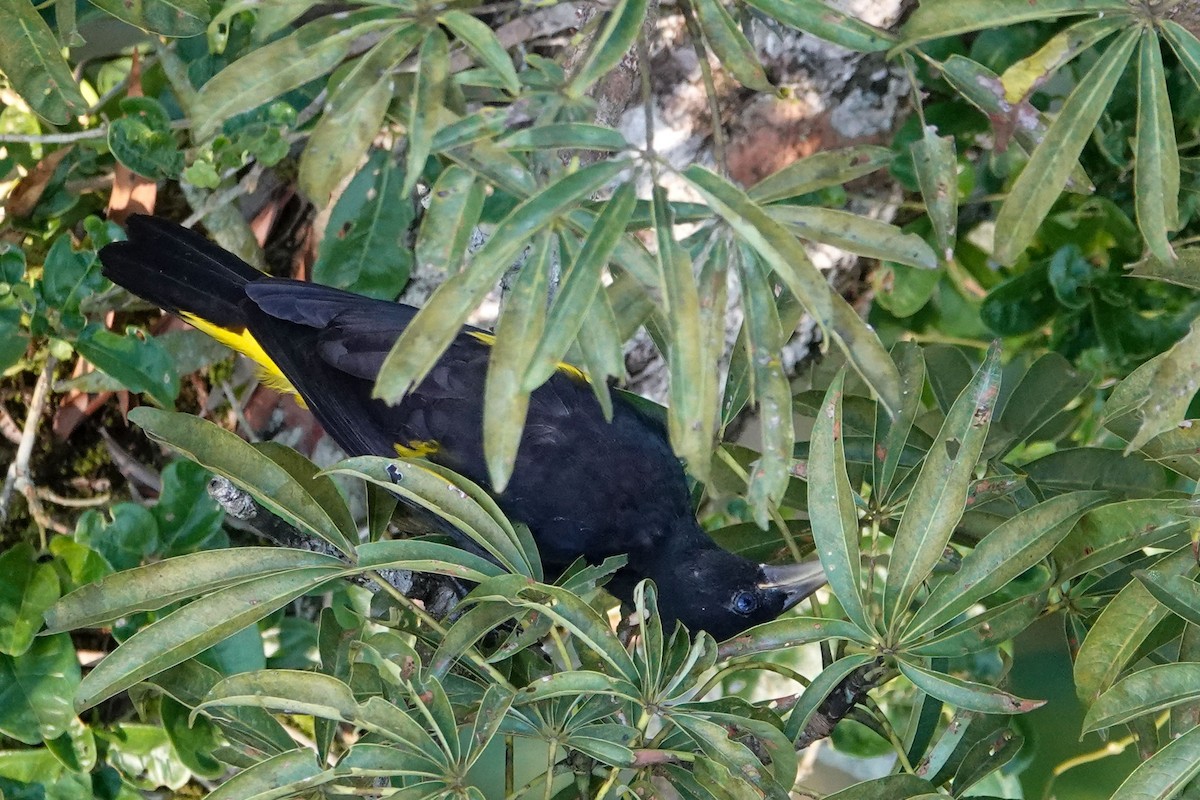 Yellow-rumped Cacique - ML619654111