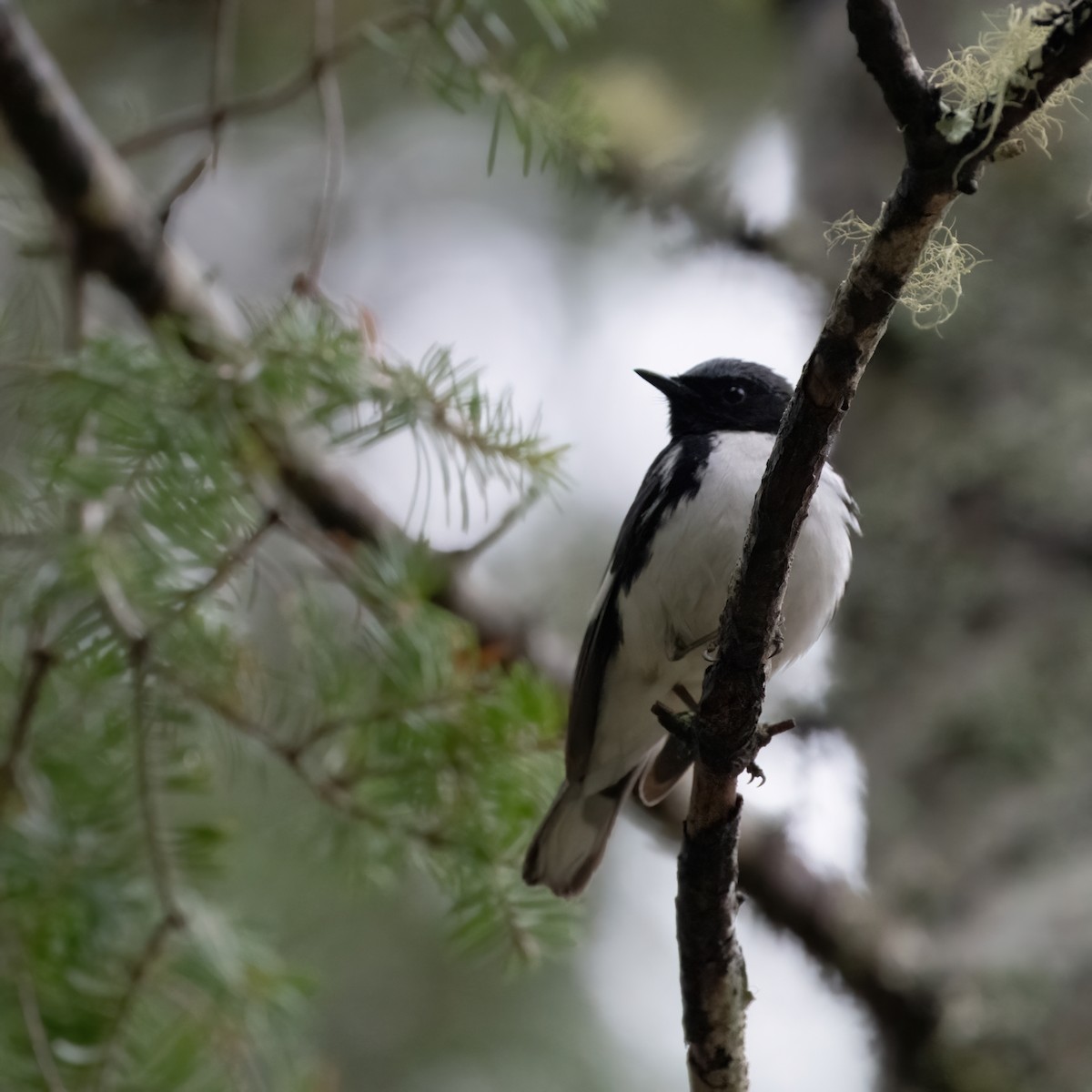 Black-throated Blue Warbler - Christine Pelletier et (Claude St-Pierre , photos)