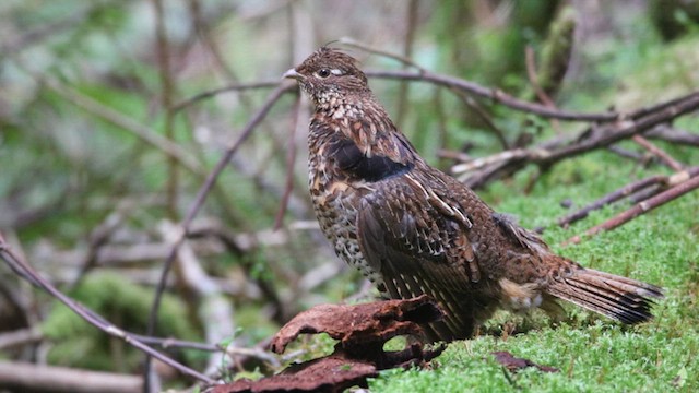 Ruffed Grouse - ML619654117