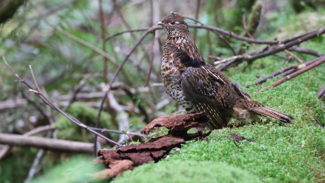 Ruffed Grouse - ML619654118