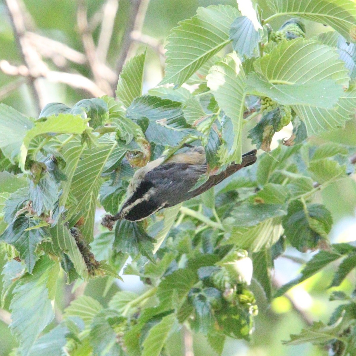 Red-breasted Nuthatch - Matthew Henderson