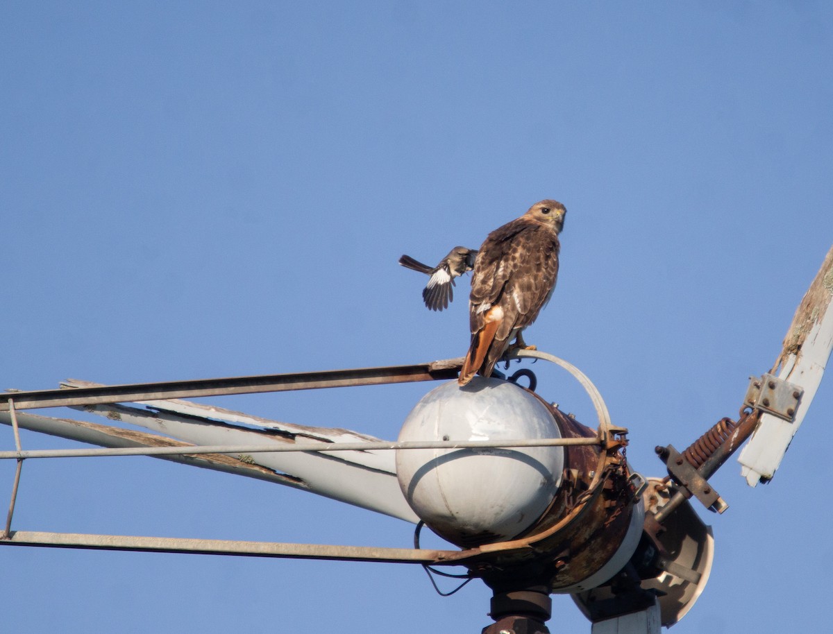 Red-tailed Hawk - Megan Migues