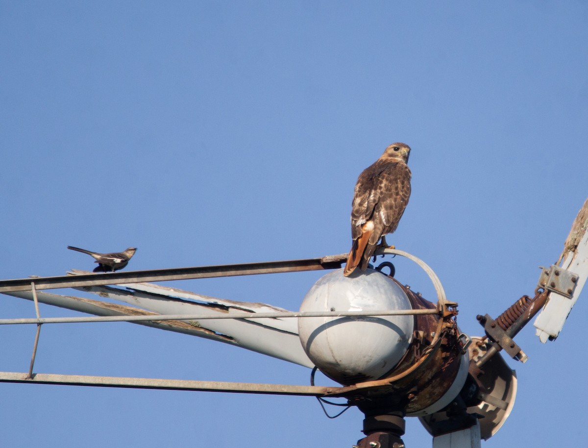 Red-tailed Hawk - Megan Migues