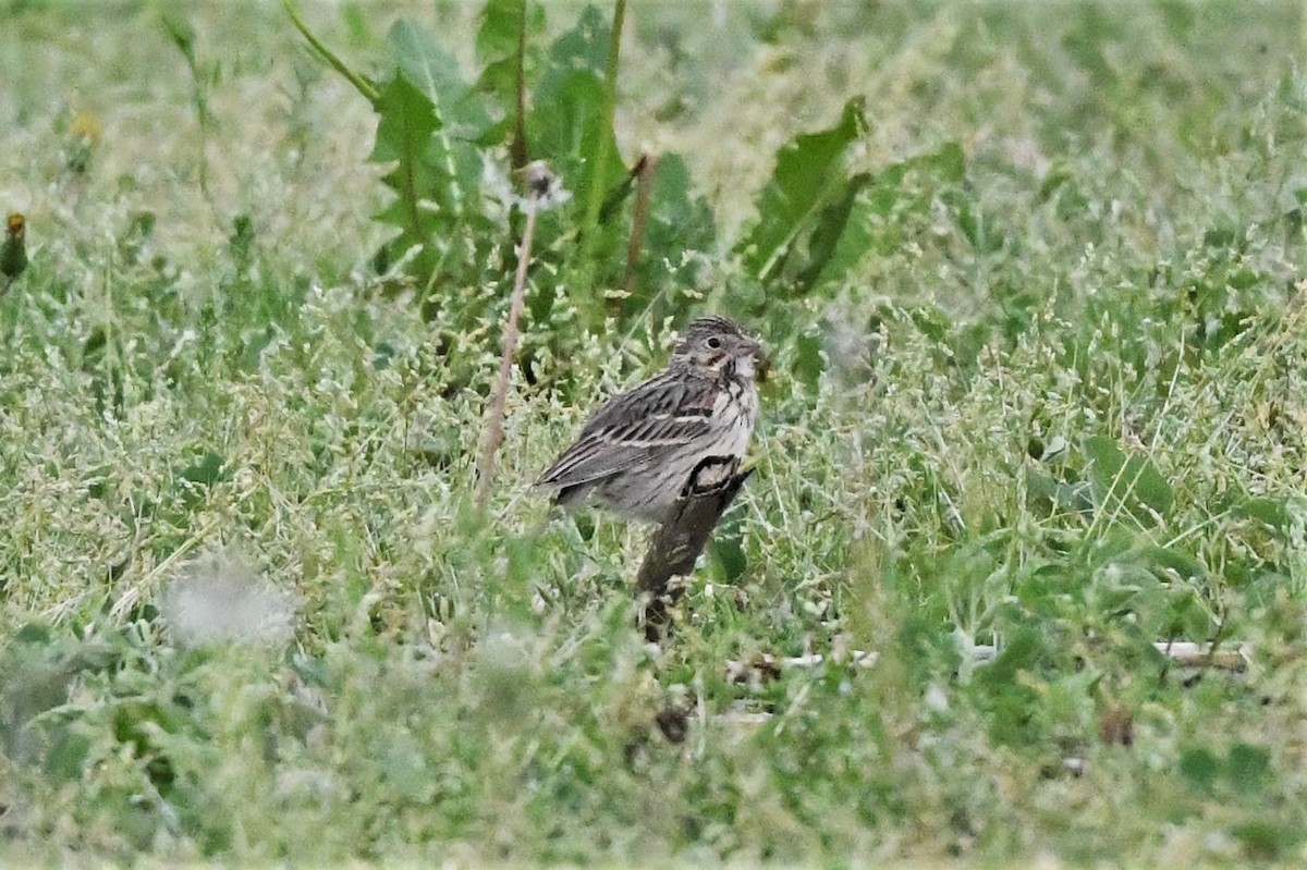 Vesper Sparrow - Mark Miller