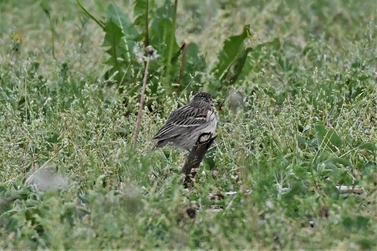 Vesper Sparrow - ML619654138