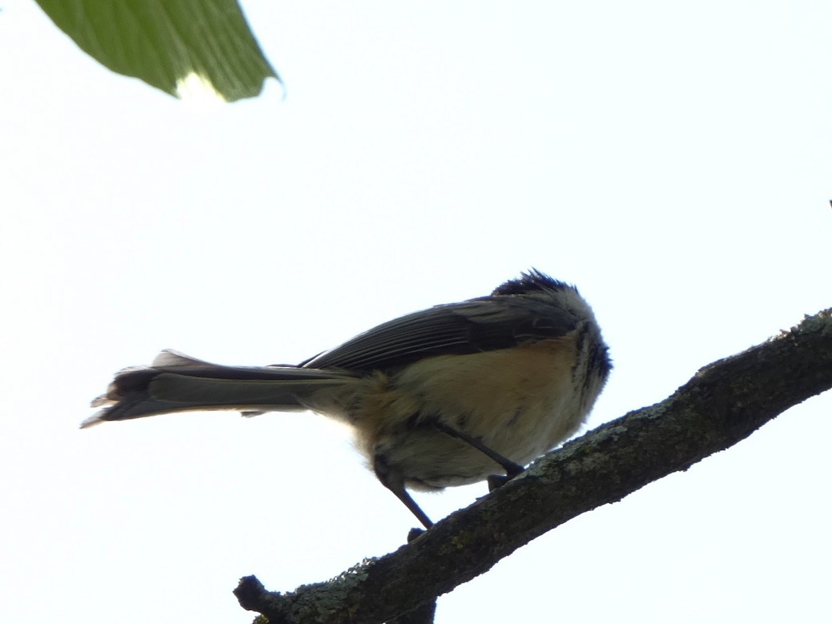 Black-capped Chickadee - Sarah Bowman