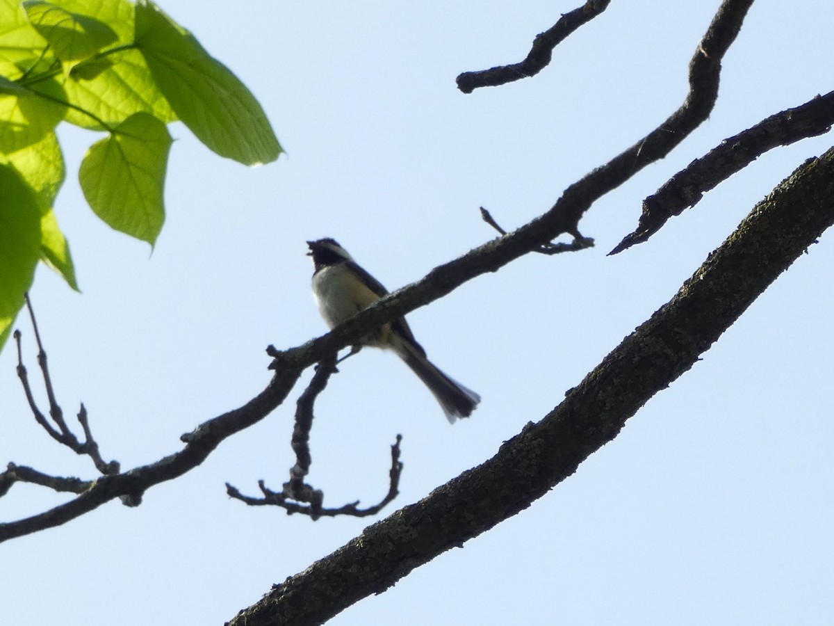 Black-capped Chickadee - Sarah Bowman