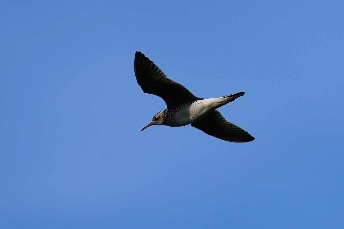 Upland Sandpiper - Dana Siefer