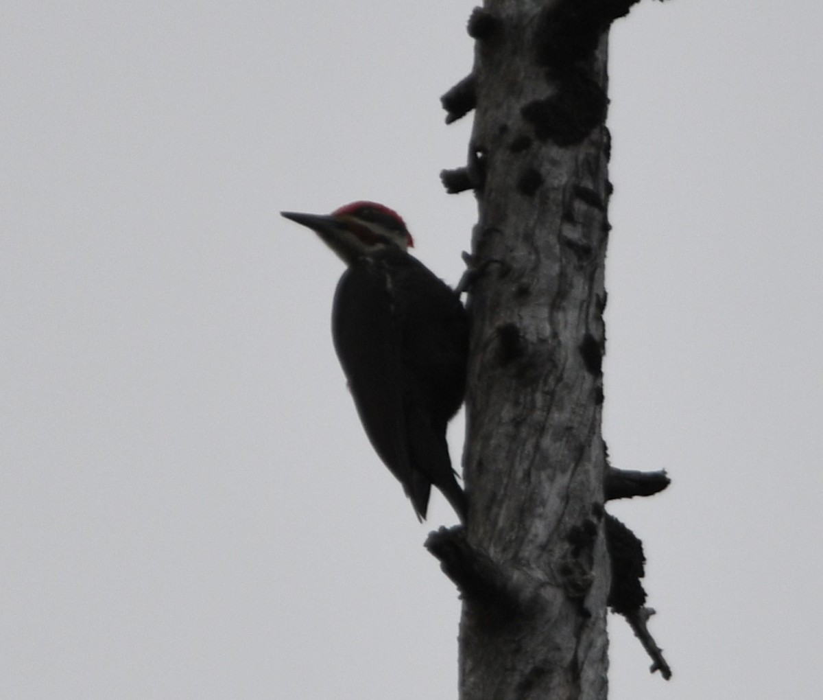 Pileated Woodpecker - Peter Olsoy