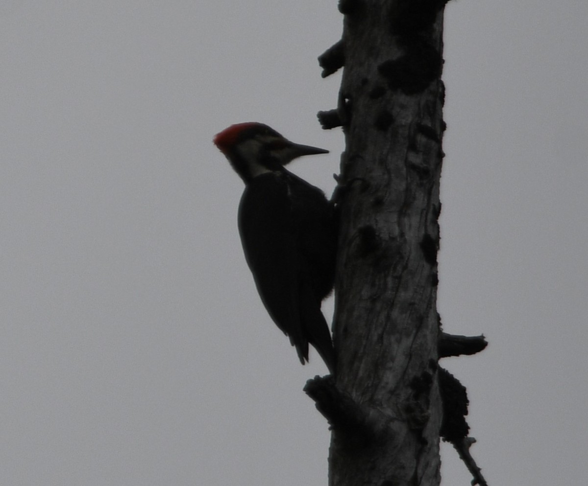 Pileated Woodpecker - Peter Olsoy