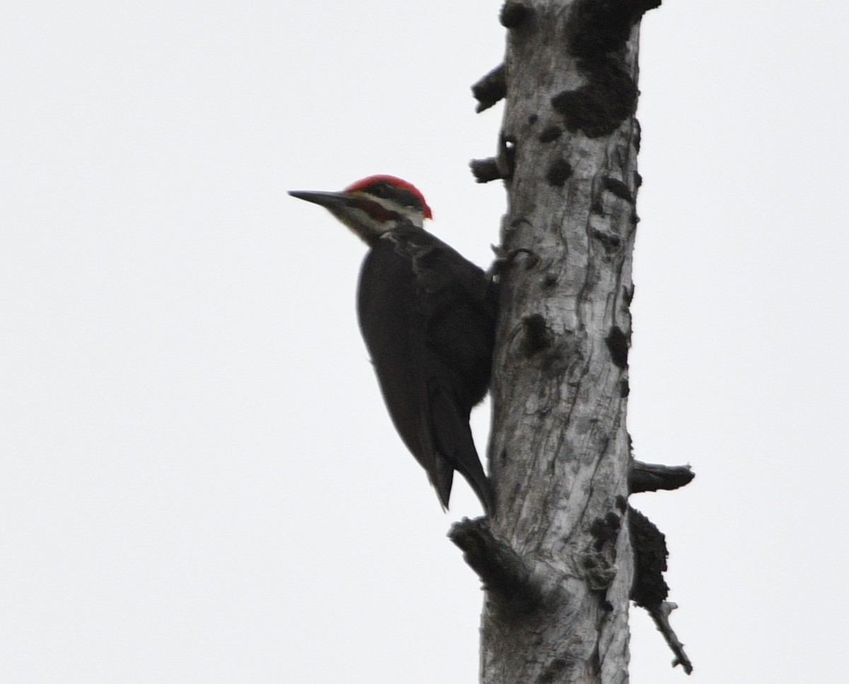 Pileated Woodpecker - Peter Olsoy