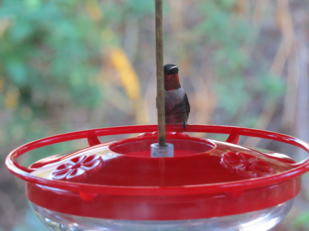 Рубиновогорлый колибри - ML619654168