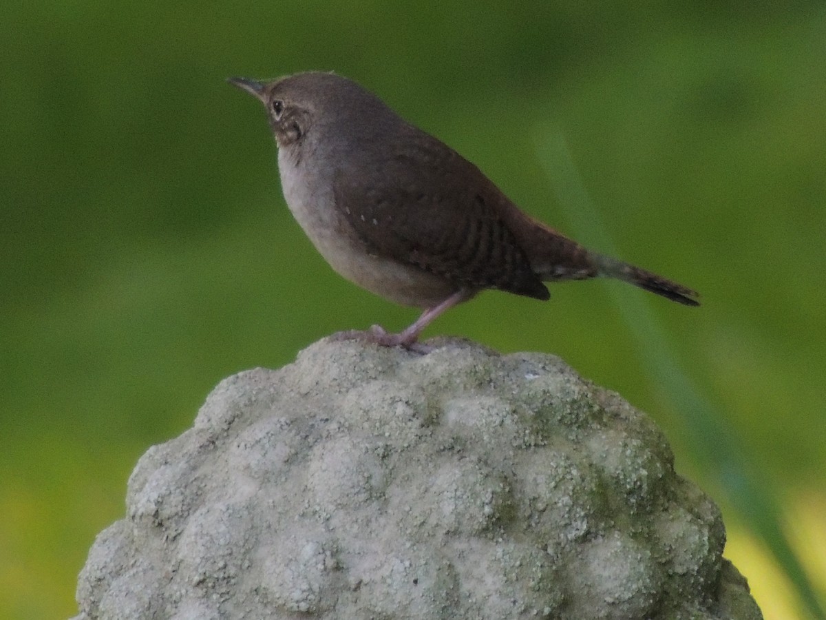 House Wren - Glenn Knoblock