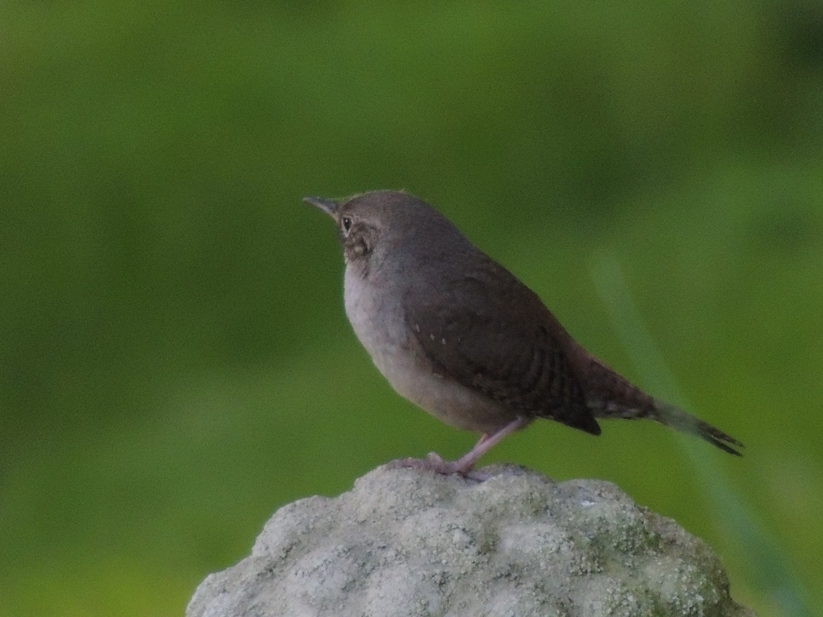 House Wren - Glenn Knoblock