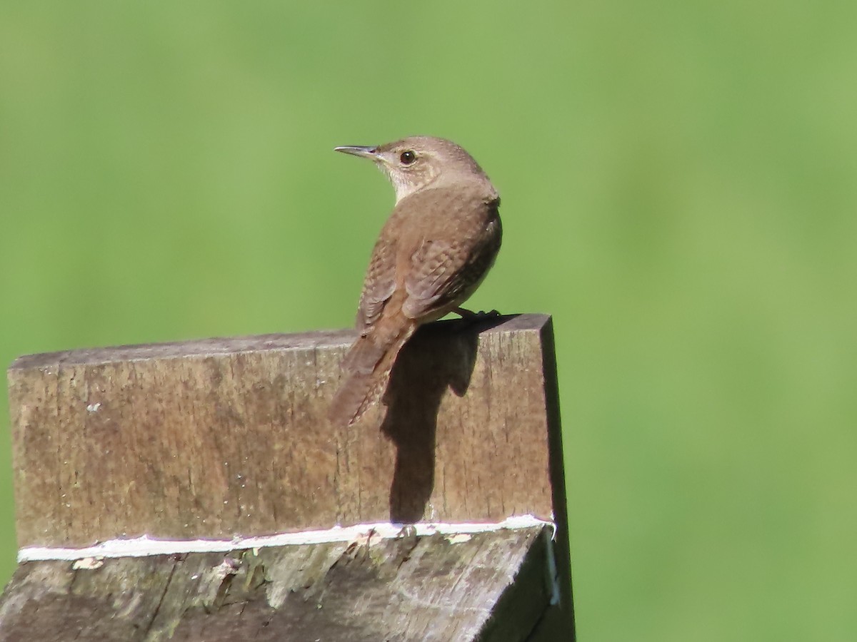 House Wren - Michael  Zunno