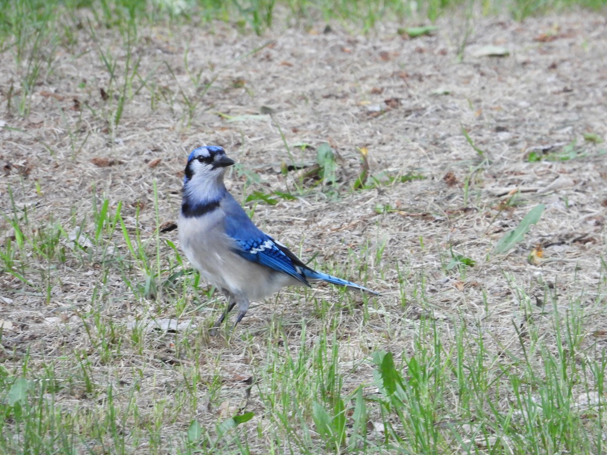 Blue Jay - Gerard Nachtegaele