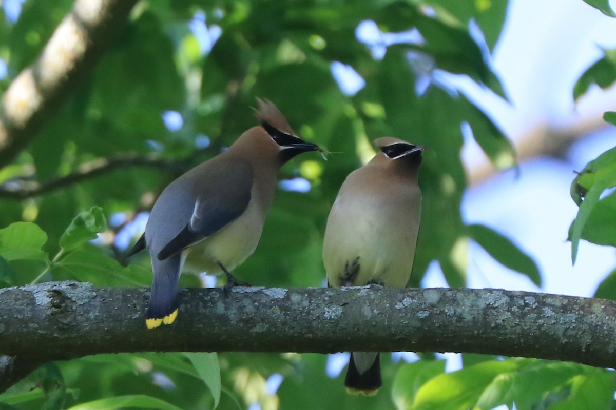 Cedar Waxwing - ML619654194