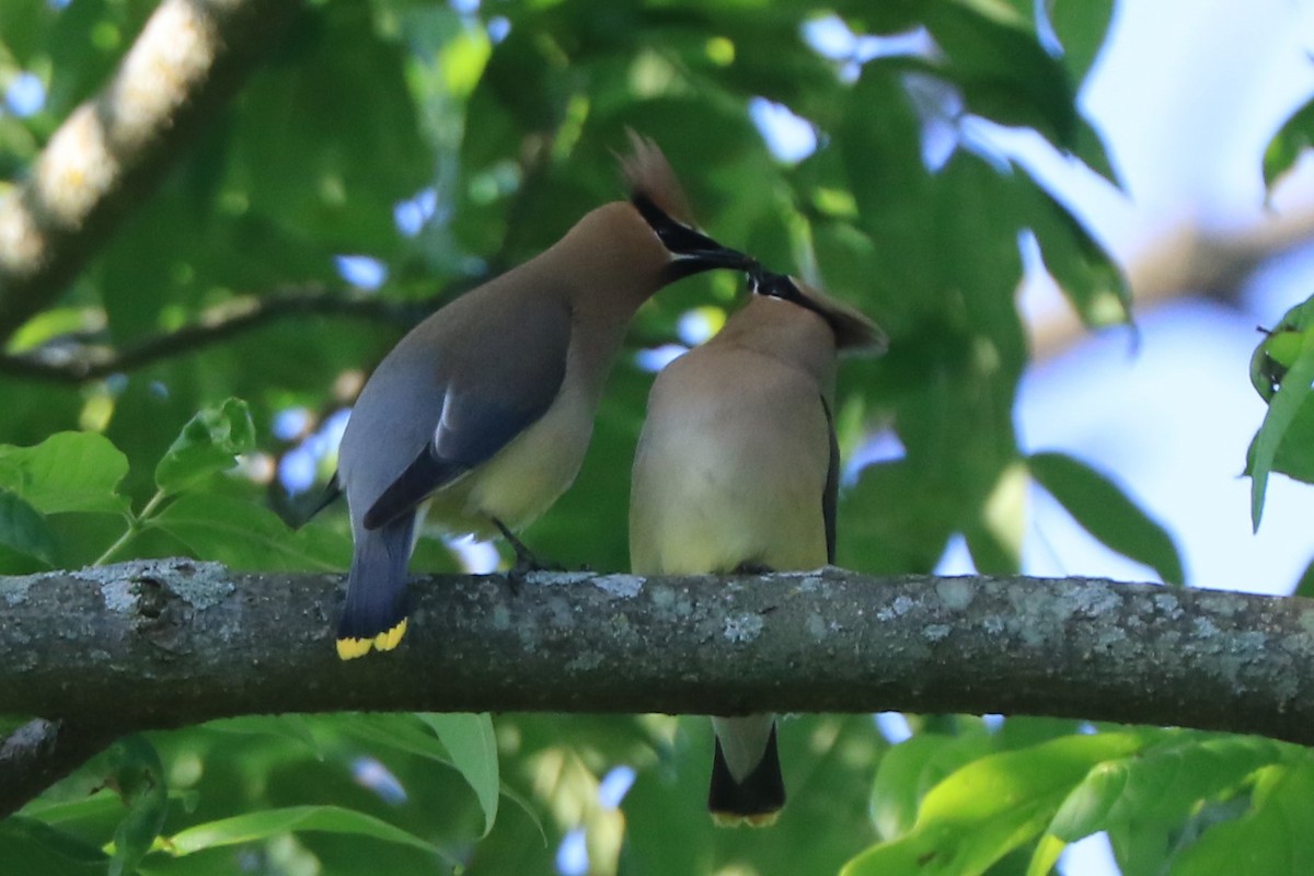 Cedar Waxwing - ML619654195