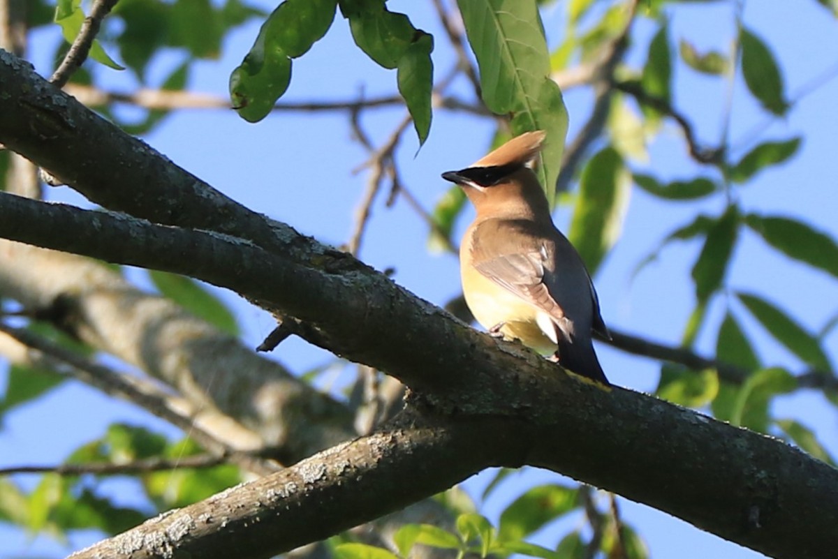 Cedar Waxwing - ML619654196