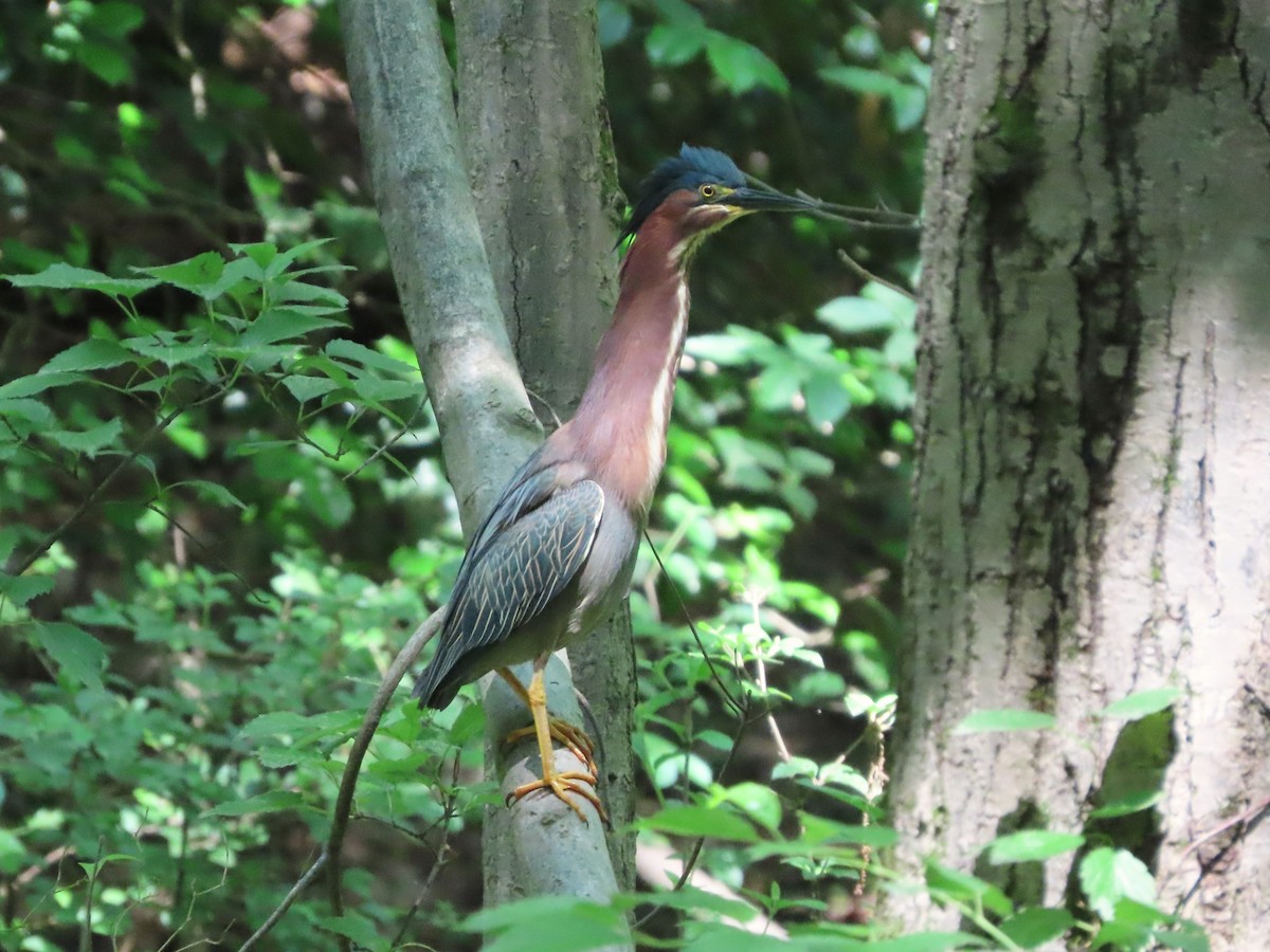 Green Heron - Michelle Browning