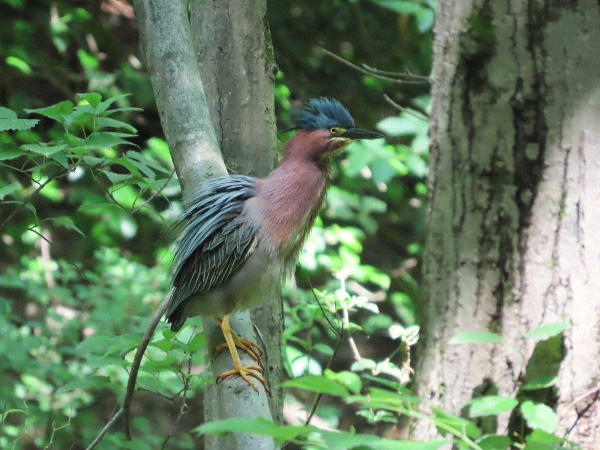 Green Heron - Michelle Browning