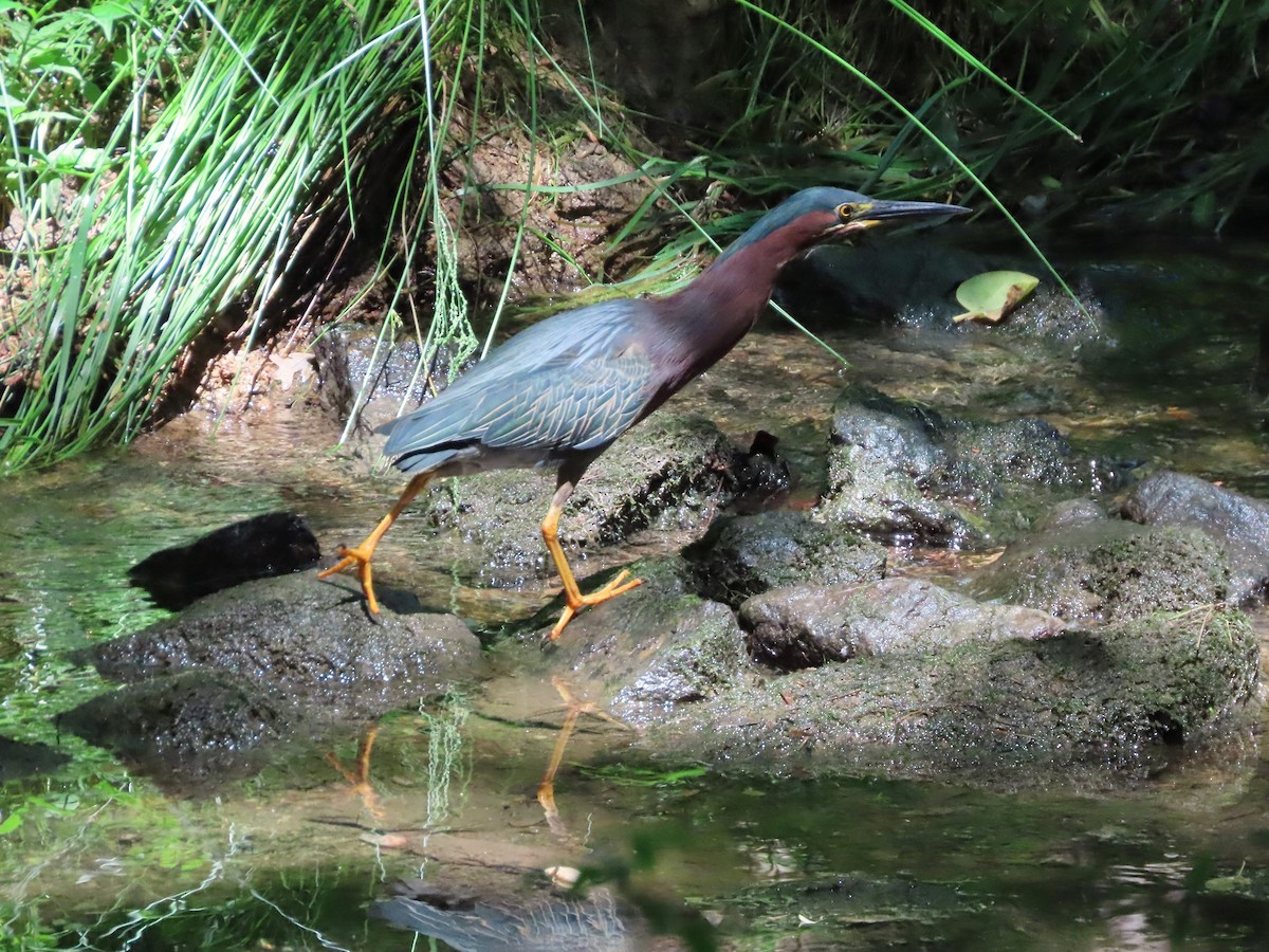 Green Heron - Michelle Browning