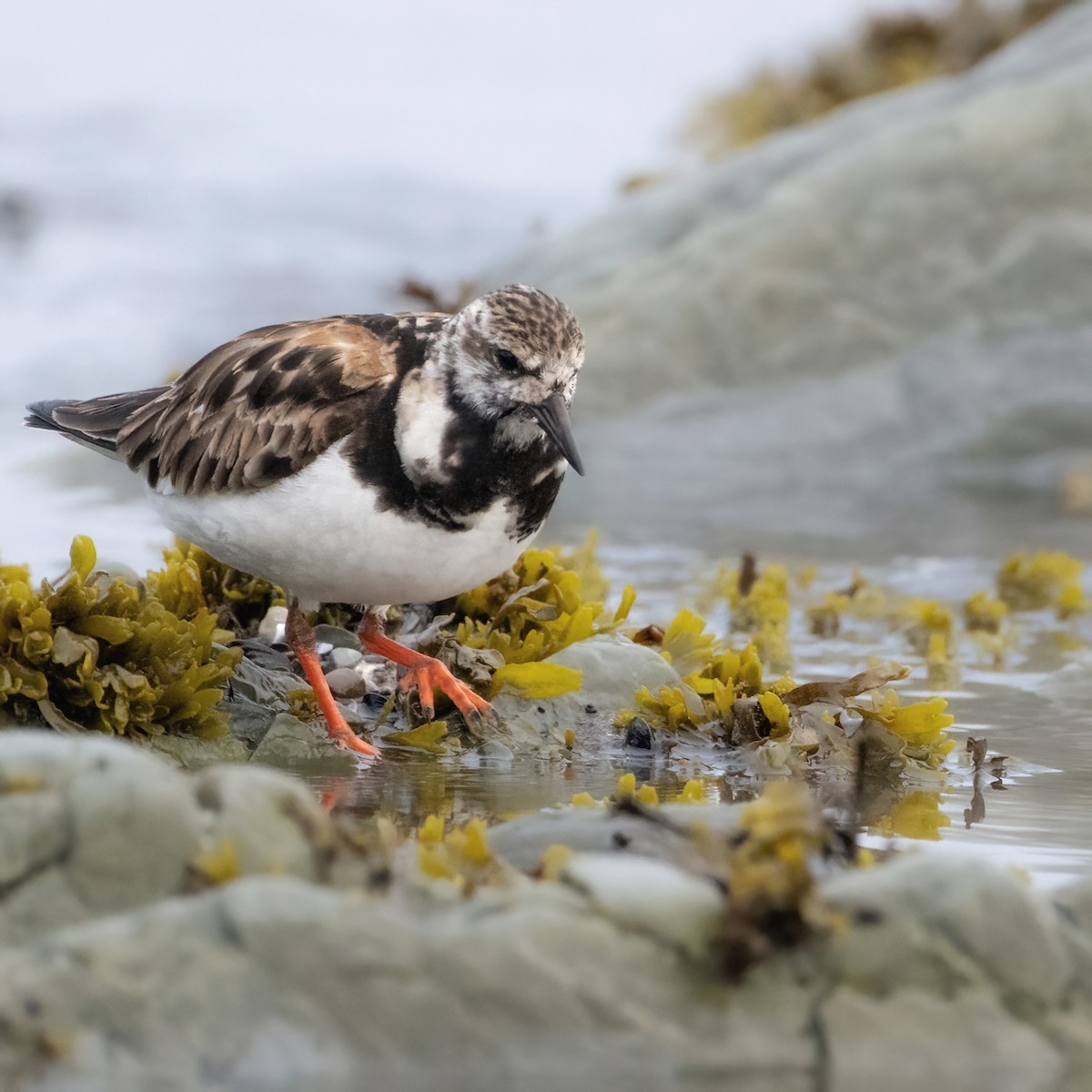 Ruddy Turnstone - Christine Pelletier et (Claude St-Pierre , photos)