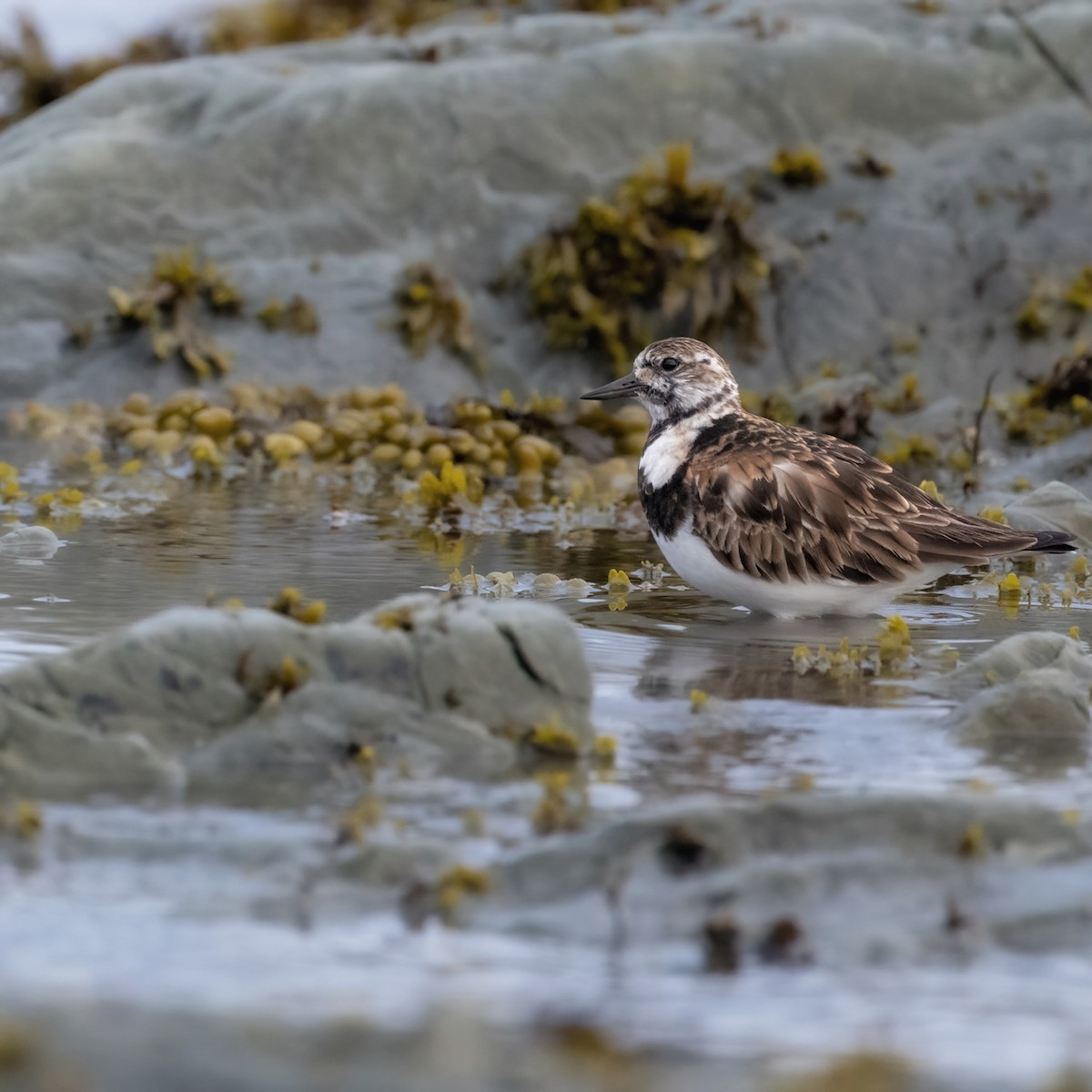 Ruddy Turnstone - Christine Pelletier et (Claude St-Pierre , photos)