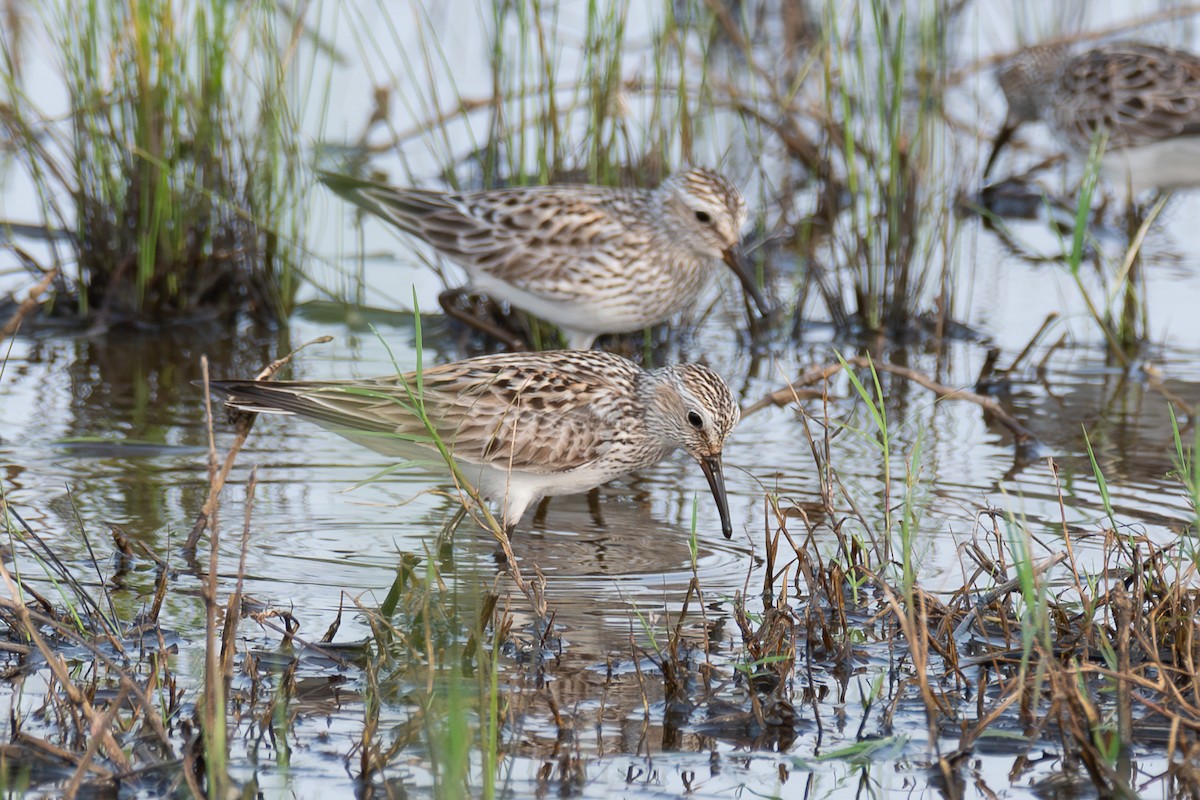 White-rumped Sandpiper - ML619654226