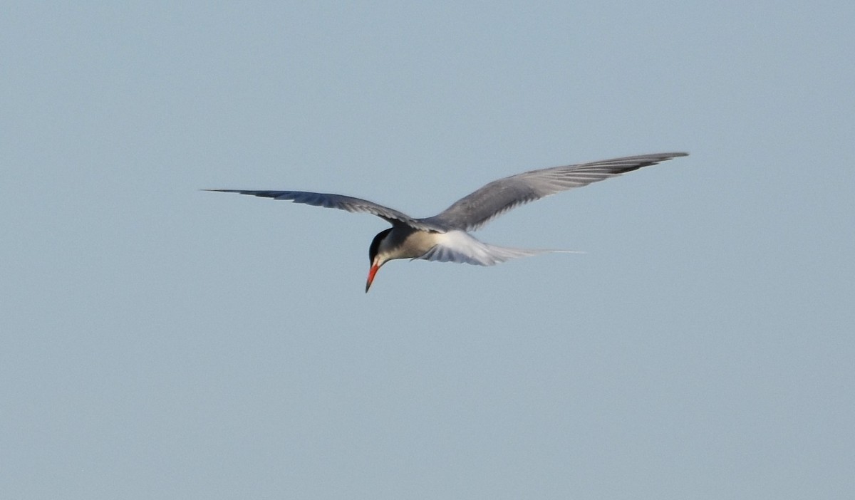 Common Tern - Ted Stewart