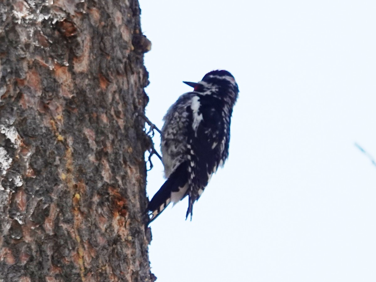 Red-naped Sapsucker - Barry Reed