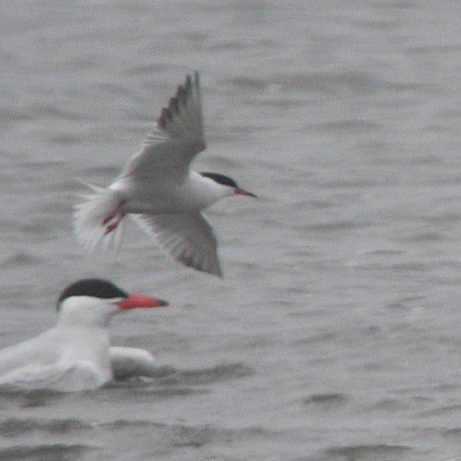 Common Tern - Peter Olsoy