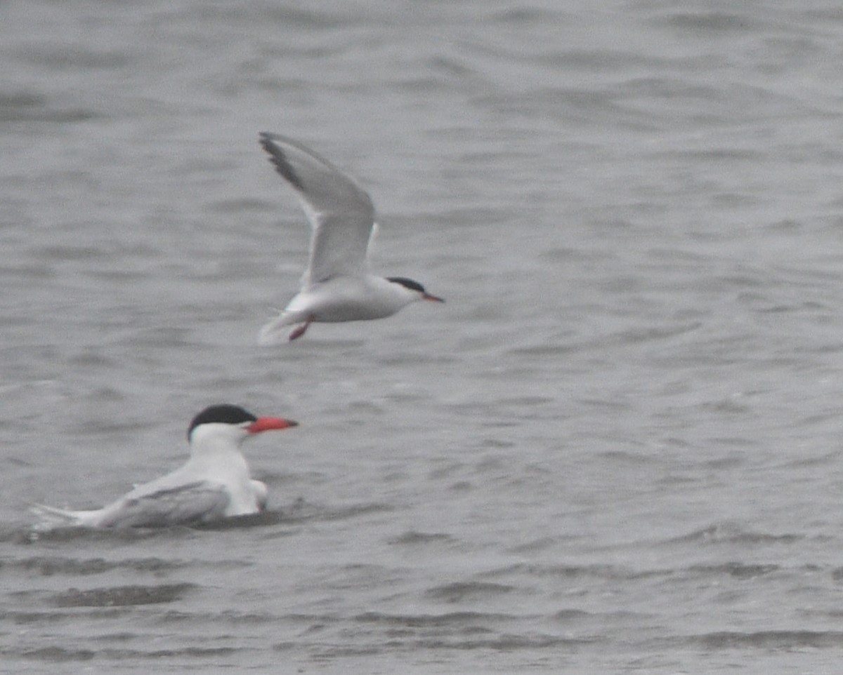 Common Tern - Peter Olsoy