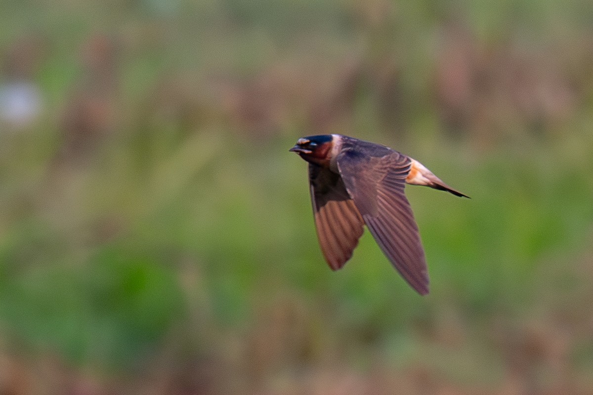 Cliff Swallow - Richard Rulander