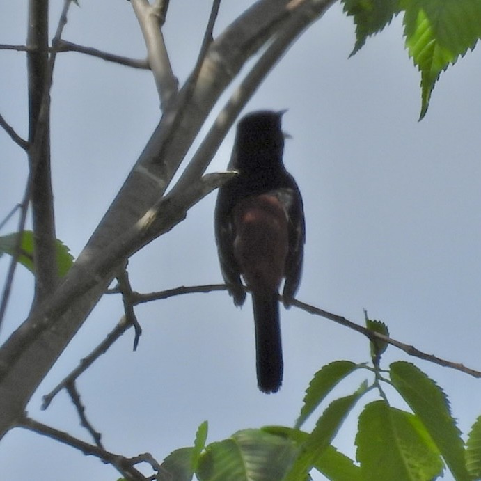 Eastern Towhee - ML619654244