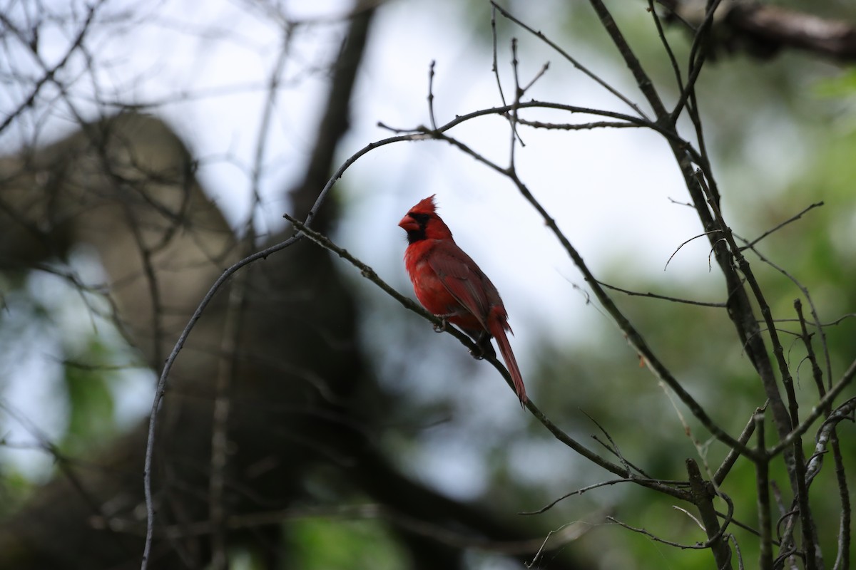 Northern Cardinal - William Going