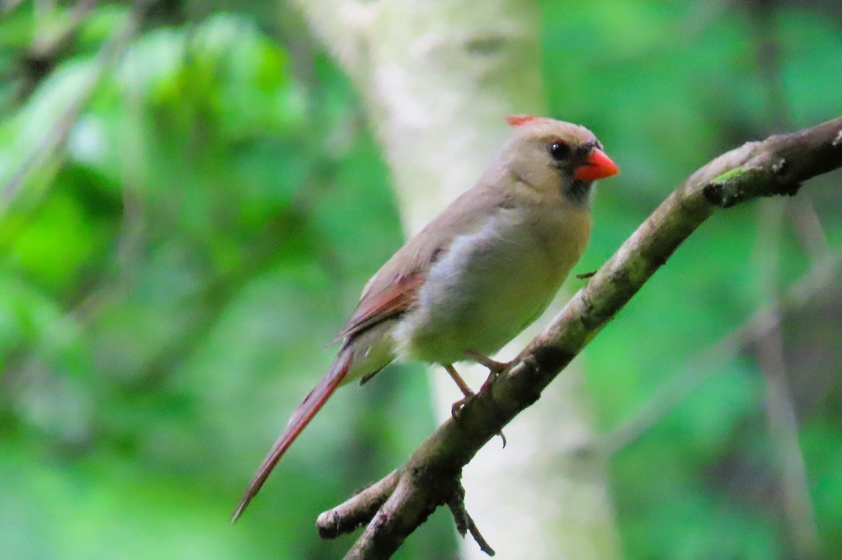 Northern Cardinal - Alfred Scott