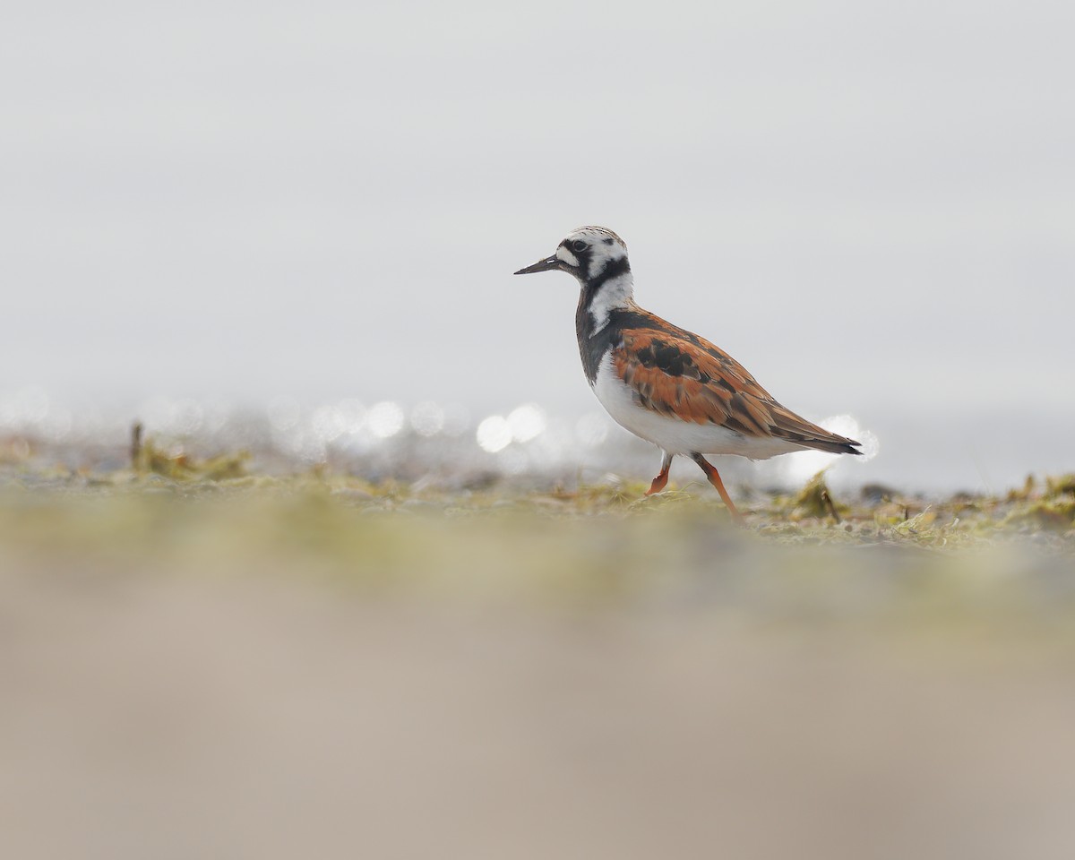 Ruddy Turnstone - Brian M