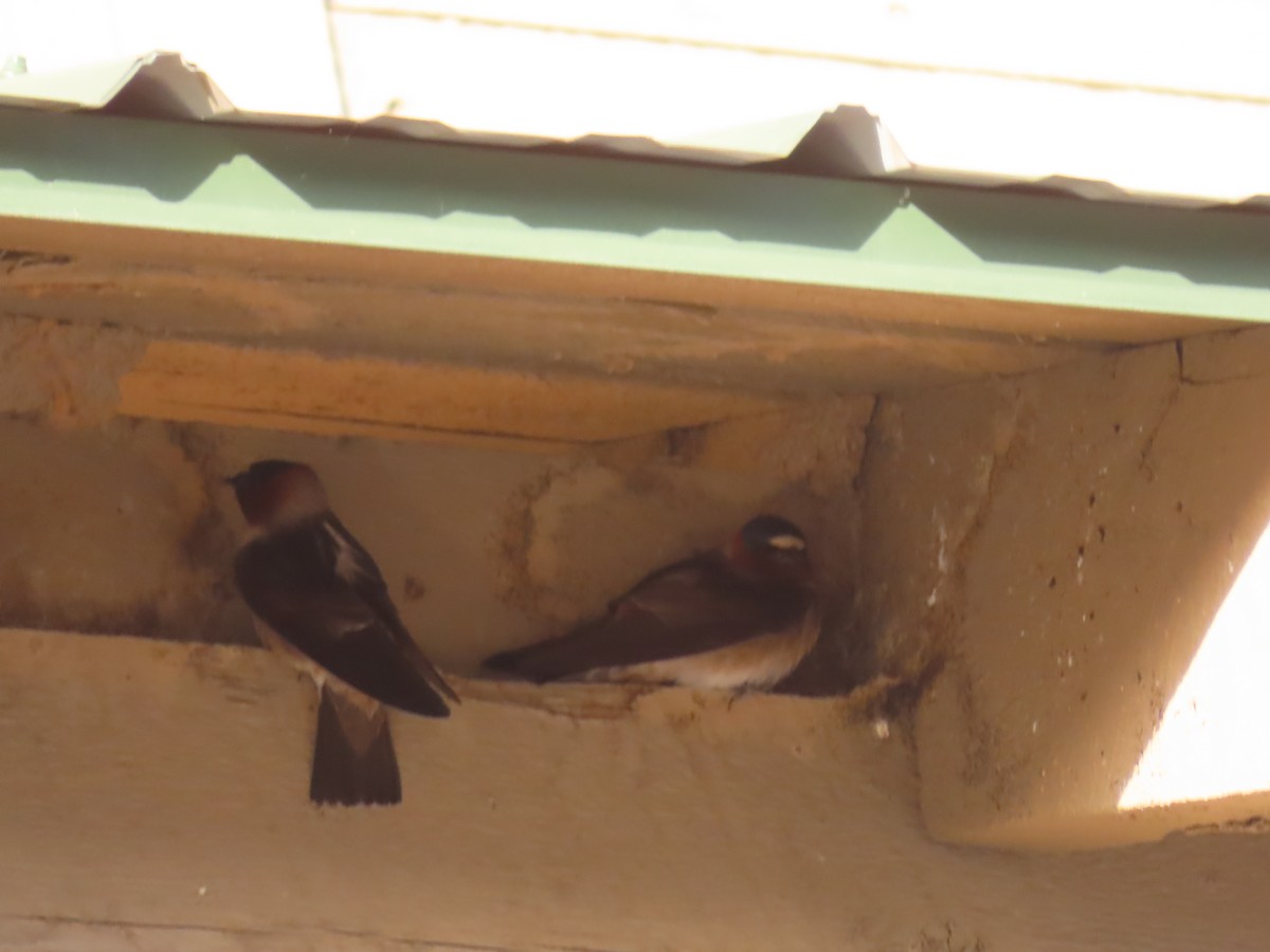 Cliff Swallow - Ursula  Mitra