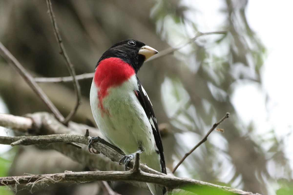 Rose-breasted Grosbeak - William Going