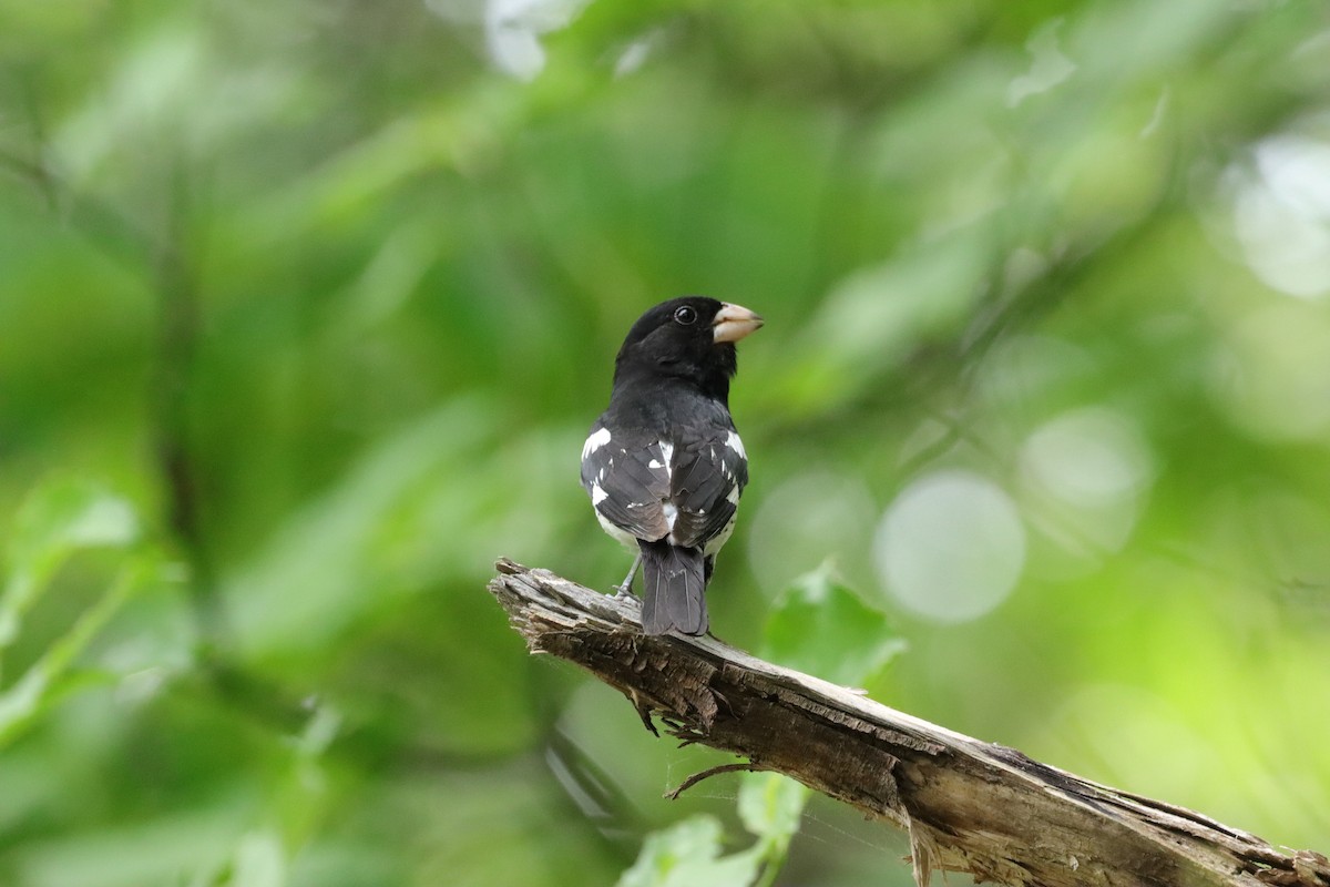 Rose-breasted Grosbeak - William Going